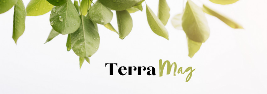 Le blog de Terracina
